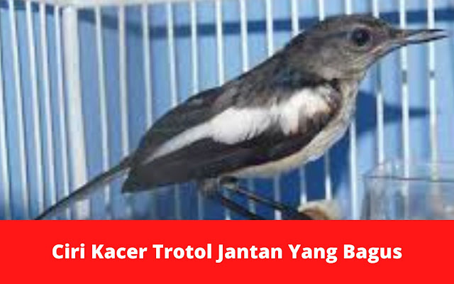 ciri-kacer-trotol-jantan-yang-bagus