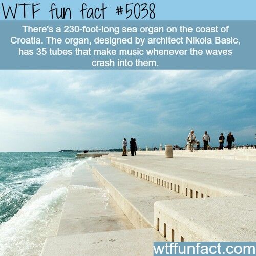 40 Amazing Random WTF Facts