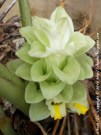 Turmeric Flower - Day 4