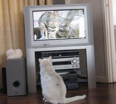 Pets watching TV Seen On www.coolpicturegallery.us