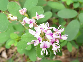 wand-like bush clover