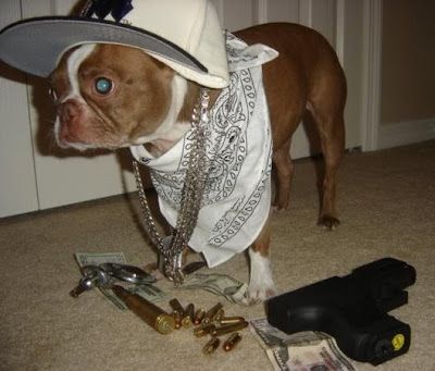 Gangsta Dog Seen On www.coolpicturegallery.us