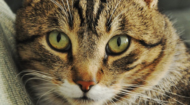 Ini Penyebab Mata Kucing Tampak Menyala Dalam Gelap