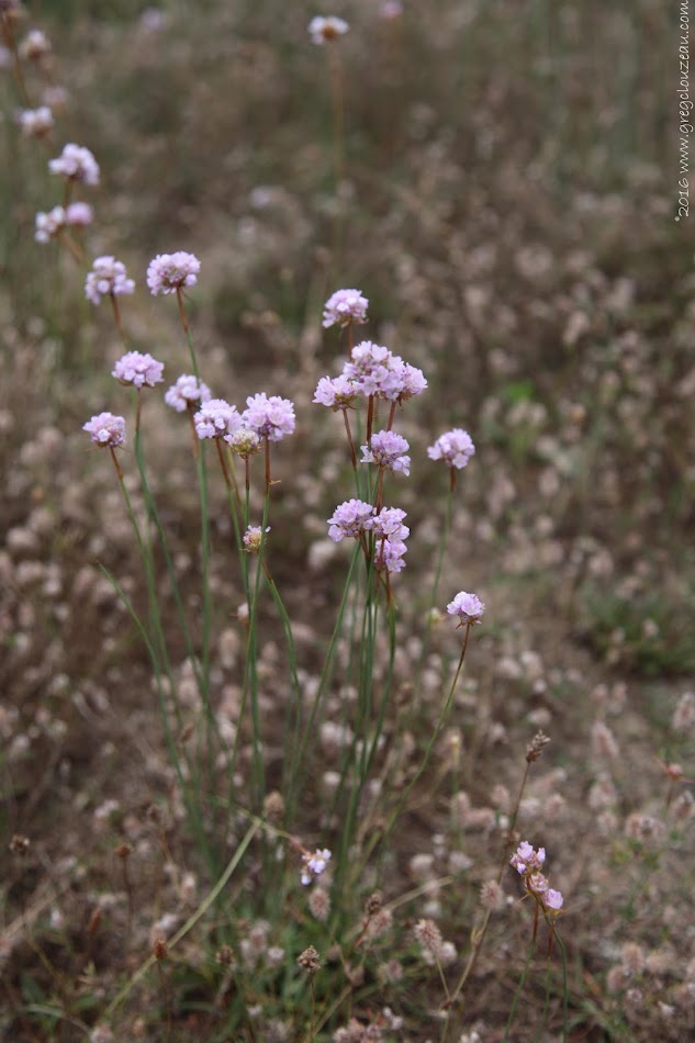 L'Armérie des sables (Armeria arenaria )