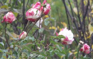 Photo of roses.