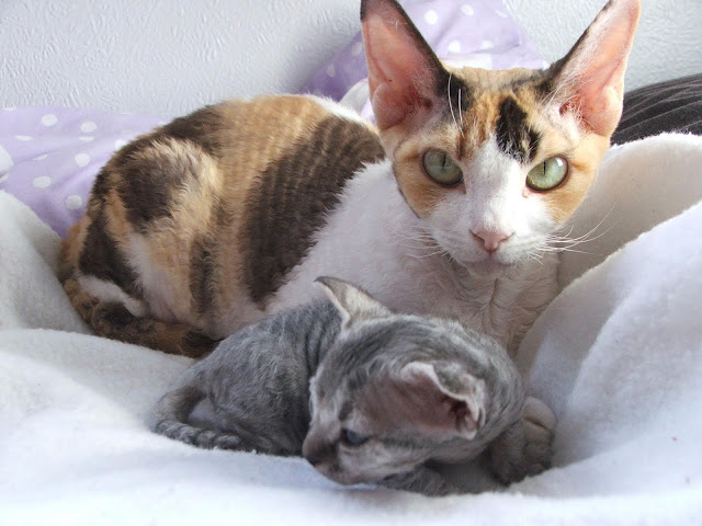 Latest beautiful Devon Rex Kitten Pic