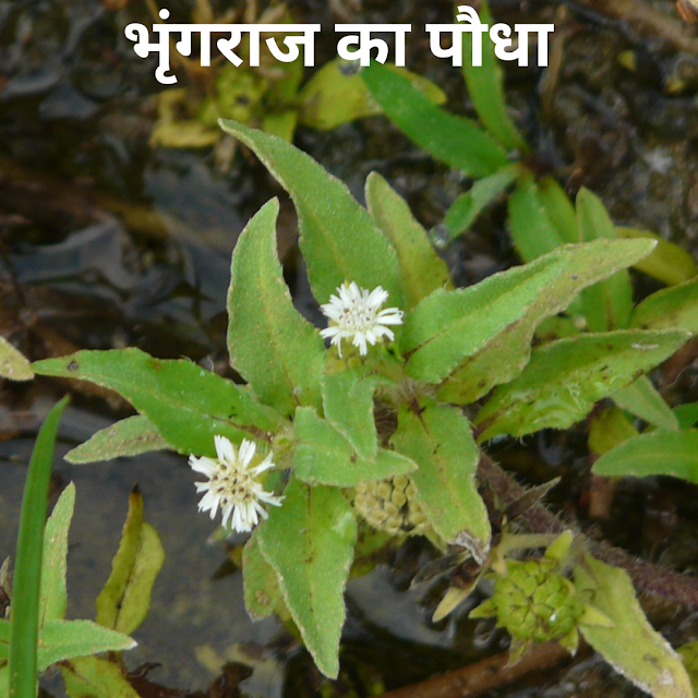 भृंगराज हेयर ऑयल के लाभ और उपयोग, और संभावित दुष्प्रभाव