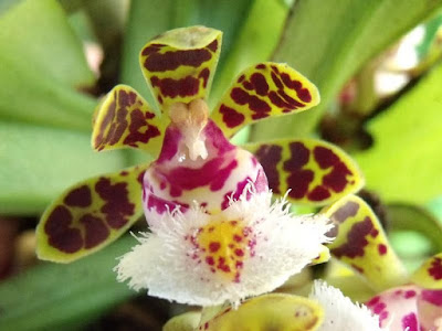 Gastrochilus bellinus care and culture