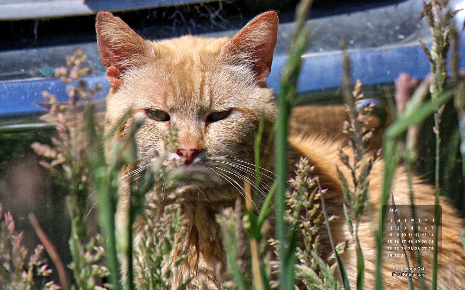 July Desktop Wallpaper Cat   Suspicious Cat   The Feral Cat Rescue