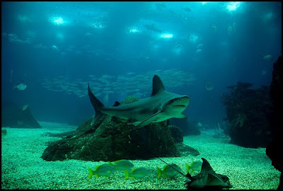 Lisbon Oceanarium (2) 2