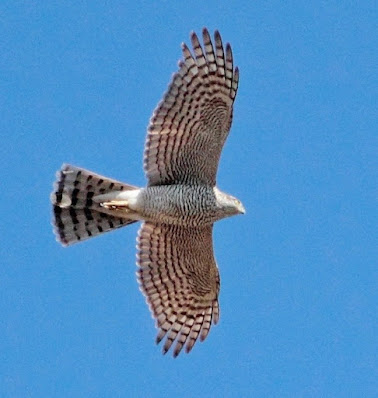 "Eurasian Sparrowhawk, winter visitor,flying overhead scanning for prey."