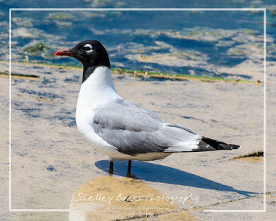 Franklin's Gull. Copyright © Shelley Banks, all rights reserved