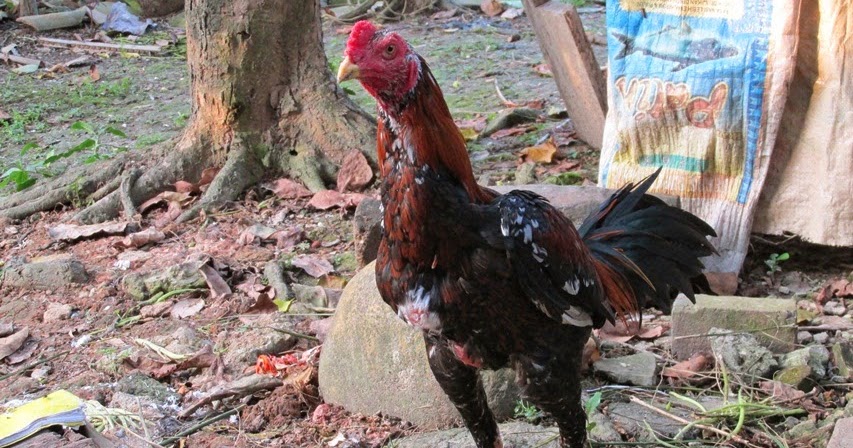 Rumah Ekonomi: Menjual Ayam Bangkok di Kota Palembang
