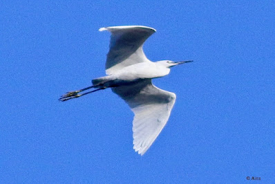 "Great Egret - Ardea alba, winter visitor not common, flying overhead headfing for a water body,"