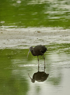 Glossy Ibis