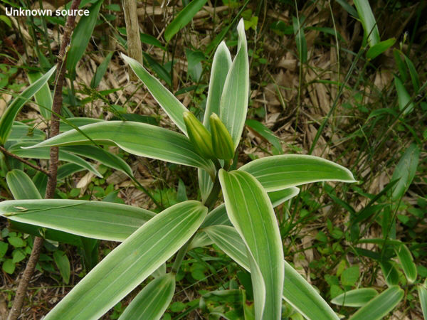 Лилия японская (Lilium japonicum)