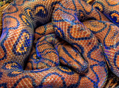 Rainbow Boa by bsmith4815 from flickr (CC-NC-SA)