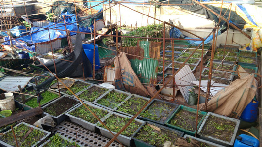 Vườn rau bị hư hại tại đảo An Bang