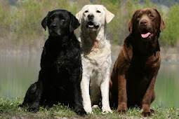 Dog Colors Dog dogs pug color pugs face ugly weight cute fat care
suffer areas funny overlooked often reasons sheknows gait perception
