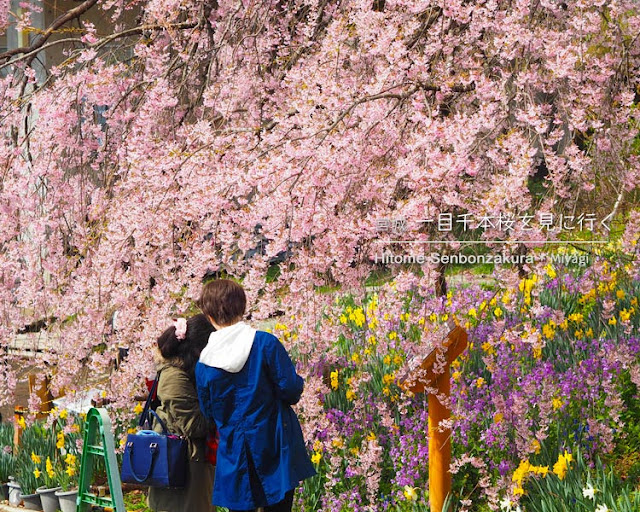 日帰りで宮城の一目千本桜を見に行ってきた