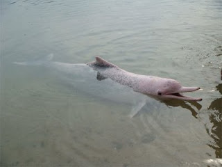 pink dolpin at Dolphin Lagoon