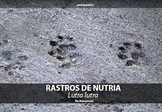 Nutria renaturalizado rio Manzanares