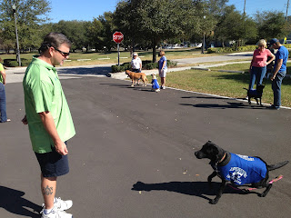 Liz, a black lab female is on her way to raiser Brian after he gives the command.