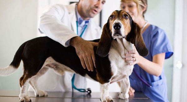 How,to,Choose,the,Best,Veterinarians,in,Your,City