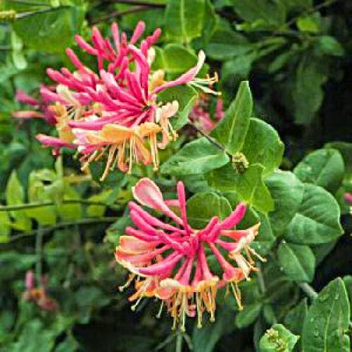 Thinking About Honeysuckle