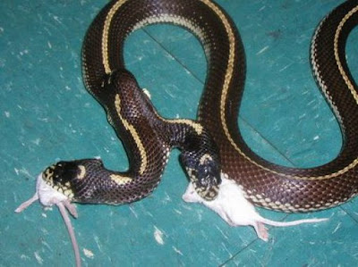 two headed snake