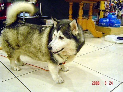 ビート 繰り返す 提供する 犬 ハスキー ミックス Cevretarihi Org ビート 繰り返す 提供する 犬 ハスキー ミックス Cevretarihi Org