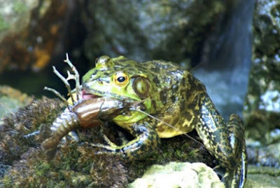 frog photo by mbgphoto