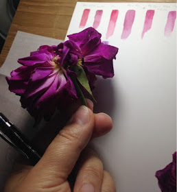 Colour testing for Mustead Wood rose