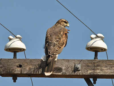 Bay winged Hawk