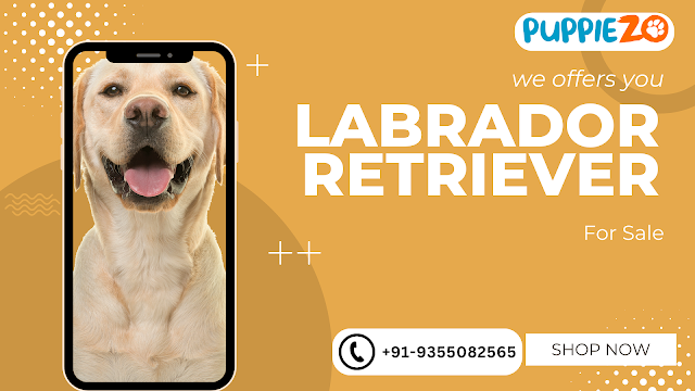 Labrador Retriever Price in India