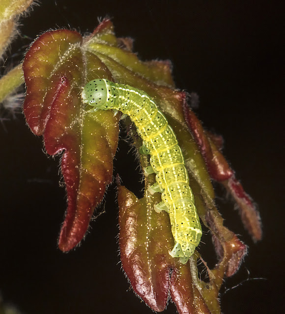 Larva of Orthosia cerasi, Common Quaker. Jubilee Country Park, 30 April 2017.