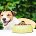 Delicious Homemade Dog Food Toppers to Enhance Kibble Taste and Nutrition!