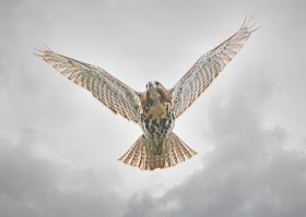 Tompkins Square red-tail fledgling