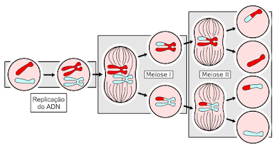 تلخيص لعملية الانقسام المنصف : لاحظ أن الخلايا الناتجة لا تشبه أيٌ منها الأخر .
