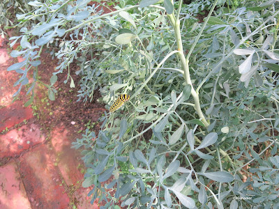 swallowtail butterfly caterpillar on rue (Ruta graveolens)