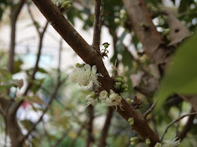 樹葡萄（嘉實果）開花