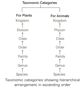 Taxonomic categories