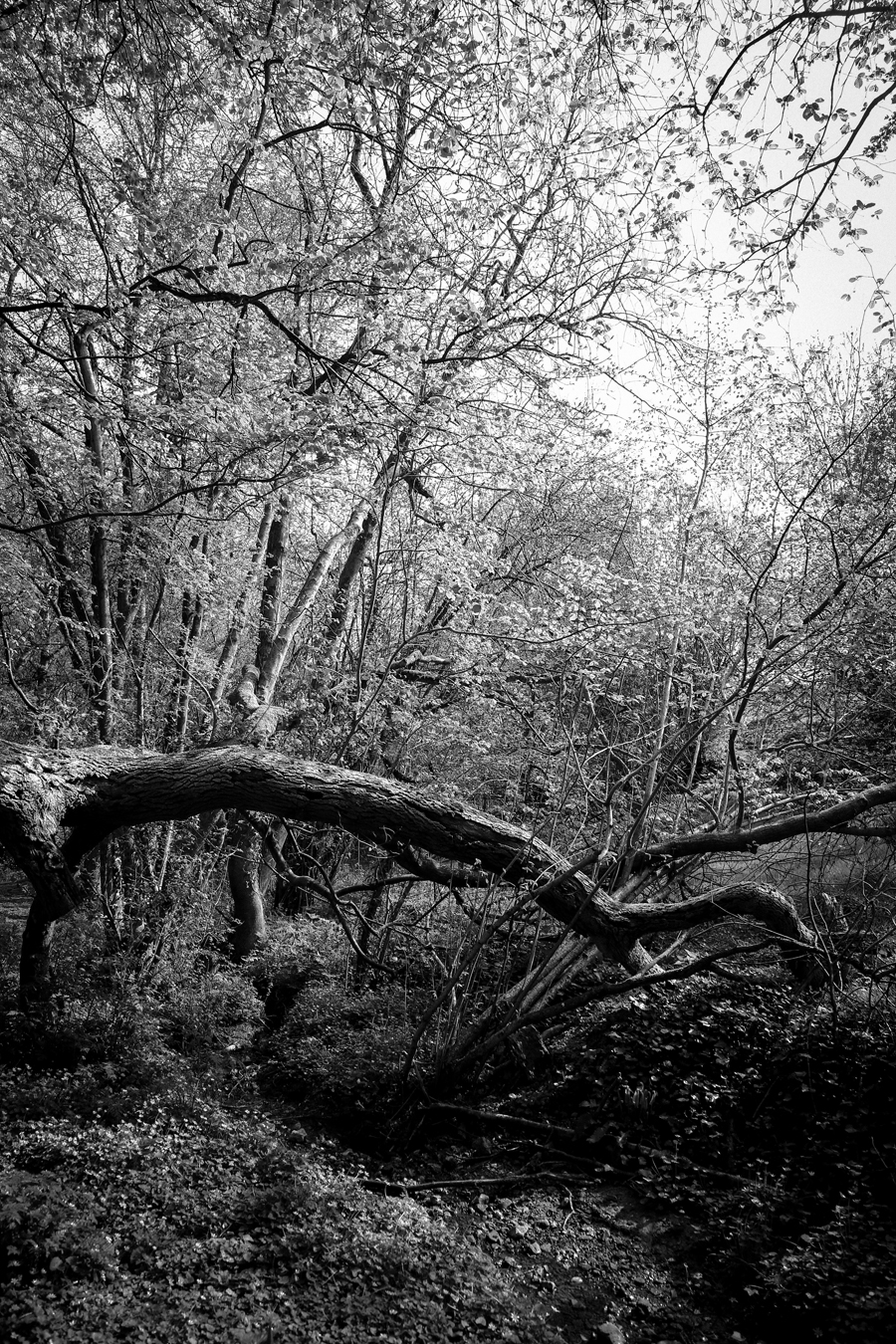 fallen tree