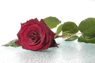 Red Rose with leaves on water