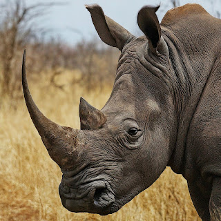 A captivating image of a majestic rhino in the African bush, symbolizing strength and resilience, highlighting the importance of wildlife conservation and a memorable safari experience