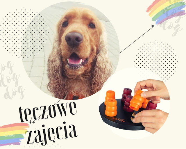 Tęczowe zajęcia, czyli jak wykorzystać zabawkę węchową w dogoterapii?