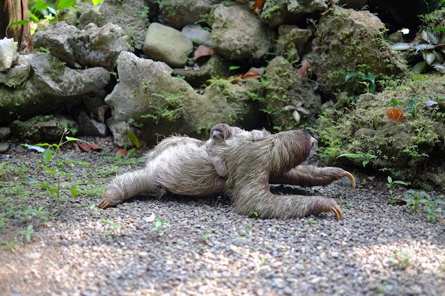 Reproduction of  Sloth