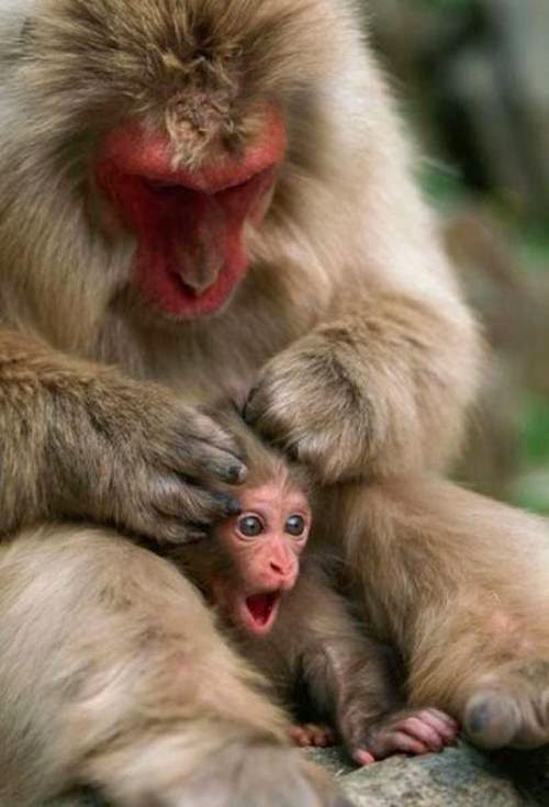 Menarik Koleksi Gambar gambar Monyet Yang Cute Sangat