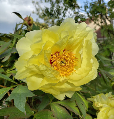 Пион 'High Noon' / Пион 'Хай Нун' (Paeonia 'High Noon', Paeonia lutea 'High Noon')