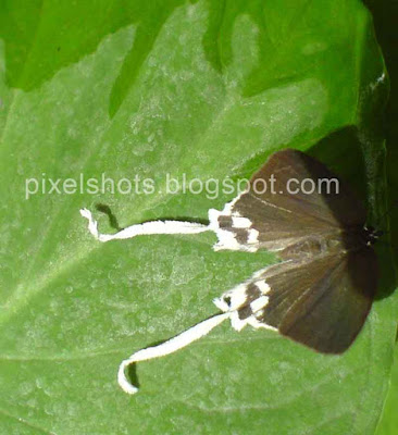 butterfly with long tails, long white butterfly tail, wing tails of a butterfly, name and details of butterflies, butterfly facts photos and tips, rare butterflies of the world